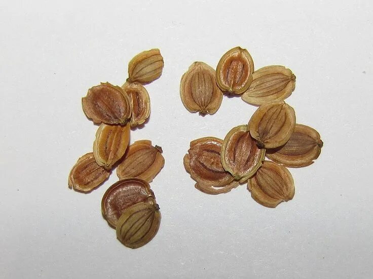 Пастернак семена фото Pin on Edible Plants - Seeds