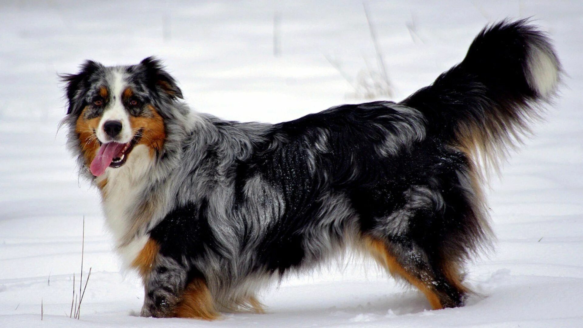 Пастушьи собаки породы фото Pin on Dogs Australian shepherd dogs, Black australian shepherd, Australian shep