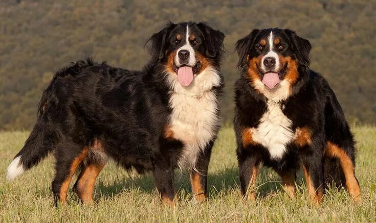 Пастушьи собаки породы фото Bernese Mountain Dogs Dogs, Bernese mountain dog, Mountain dogs