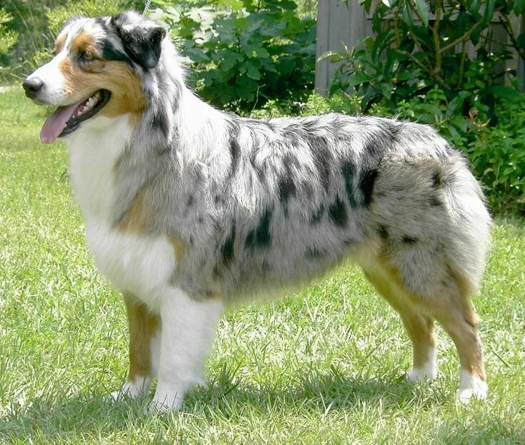 Пастушьи собаки породы фото Marquis Australian Shepherd Ch. Bandit Australian shepherd dogs, Aussie dogs, Au