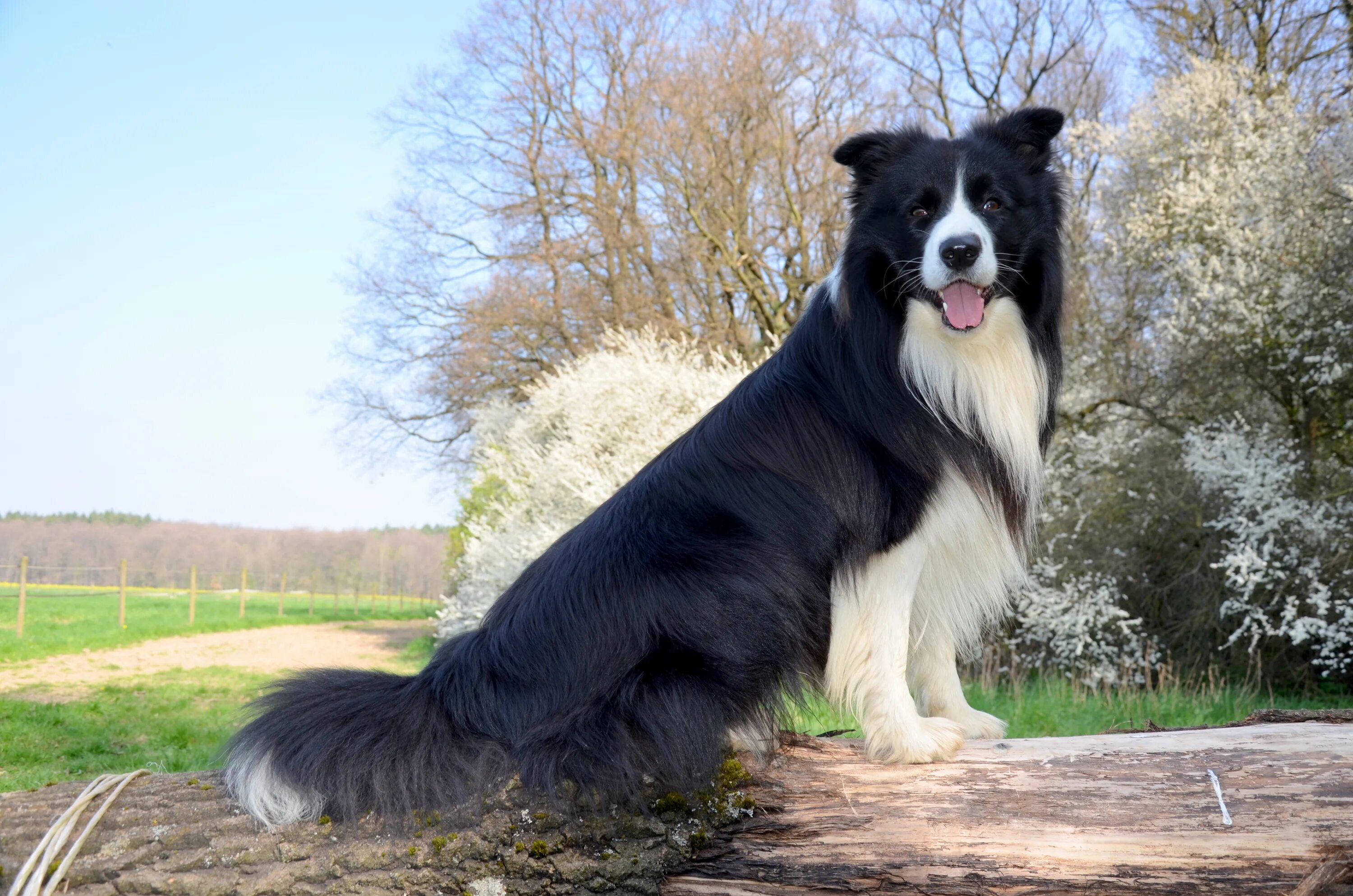 Пастушья овчарка фото разновидности породы Boder Collie Dog Herding free image download