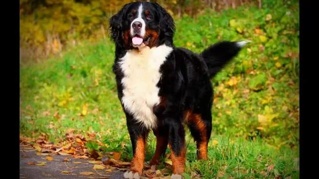 Пастушья овчарка порода фото Бернский зенненхунд. Bernese Mountain Dog. - смотреть видео онлайн от "Воспитани