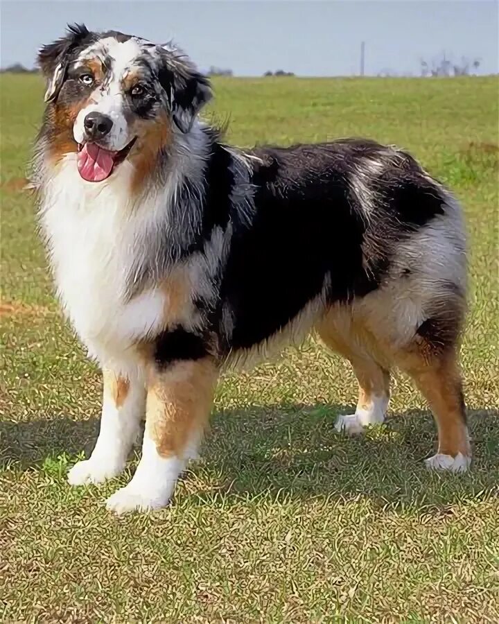 Пастушья овчарка порода фото australian shepherd dog - Google Images Australian shepherd dogs, Australian she
