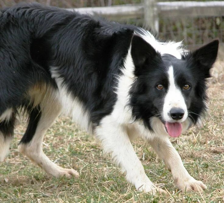 Пастушья овчарка порода фото welsh sheepdog photo Welsh Sheepdog Information and Pictures, Welsh Sheepdog Wel