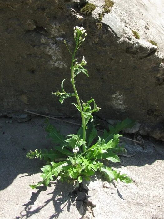 Пастушья сумка фото Capsella bursa-pastoris - Image of an specimen - Plantarium