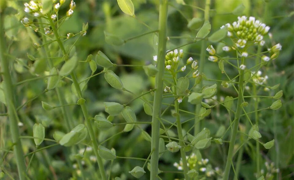 Пастушья сумка фото Medicinal Use of Shepherd’s Purse - Capsella Bursa-pastoris syn. Thlaspi Bursa-p