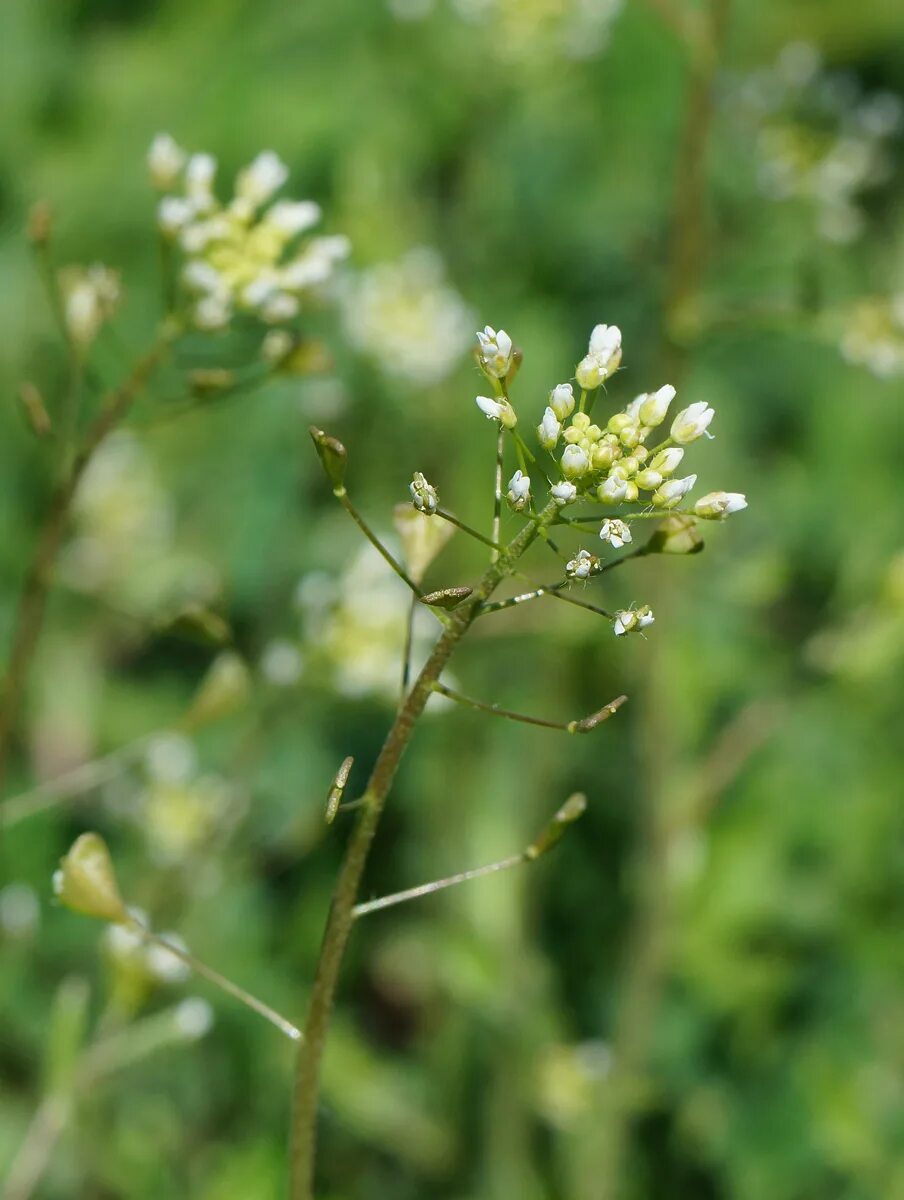 Пастушья сумка фото Capsella bursa-pastoris - Изображение особи - Плантариум