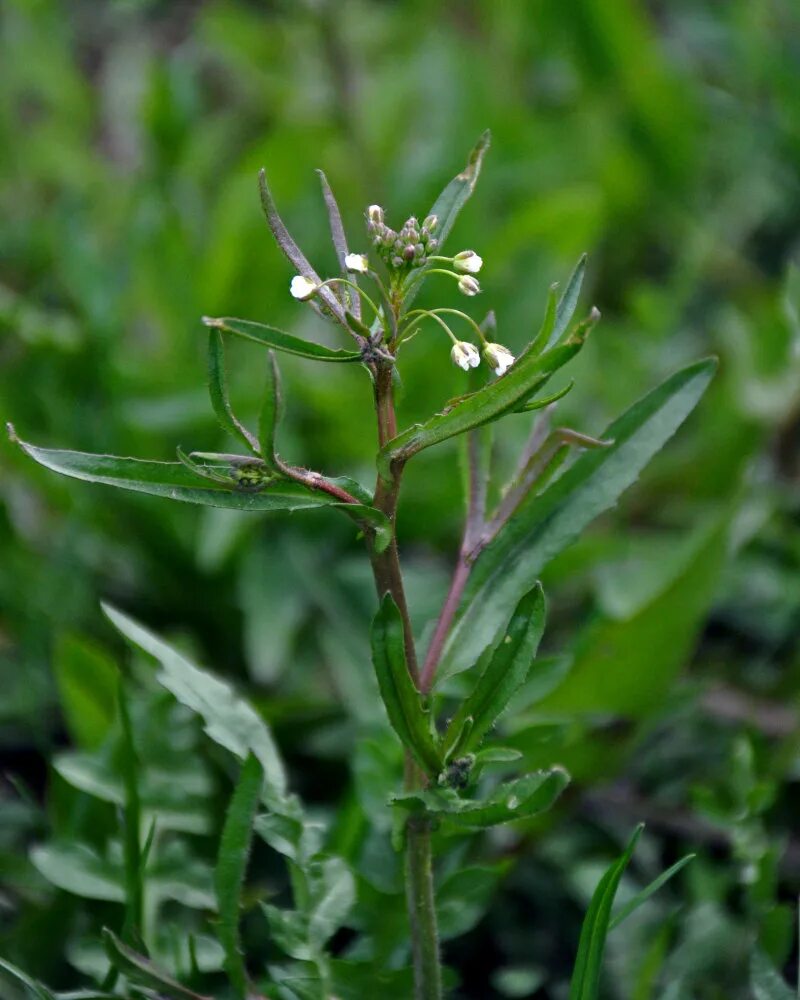 Пастушья сумка фото Capsella bursa-pastoris - Изображение особи - Плантариум