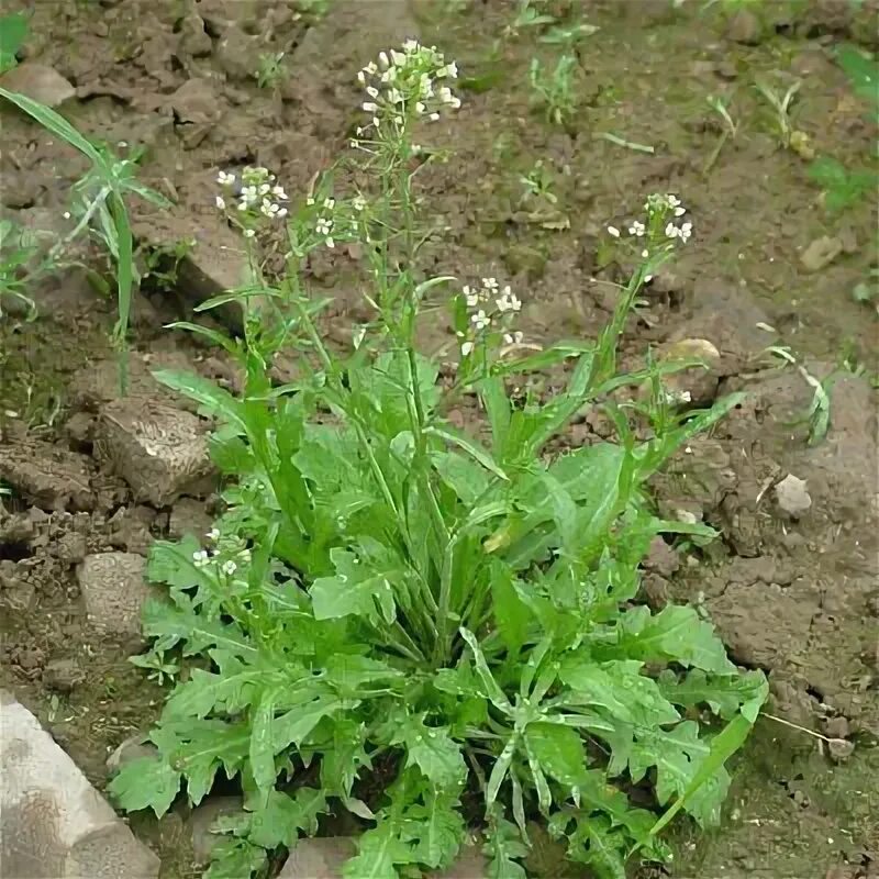Пастушья сумка фото Gewöhnliche Hirtentäschel - Capsella bursa-pastoris 2000+ Samen - Seeds E 009 eB