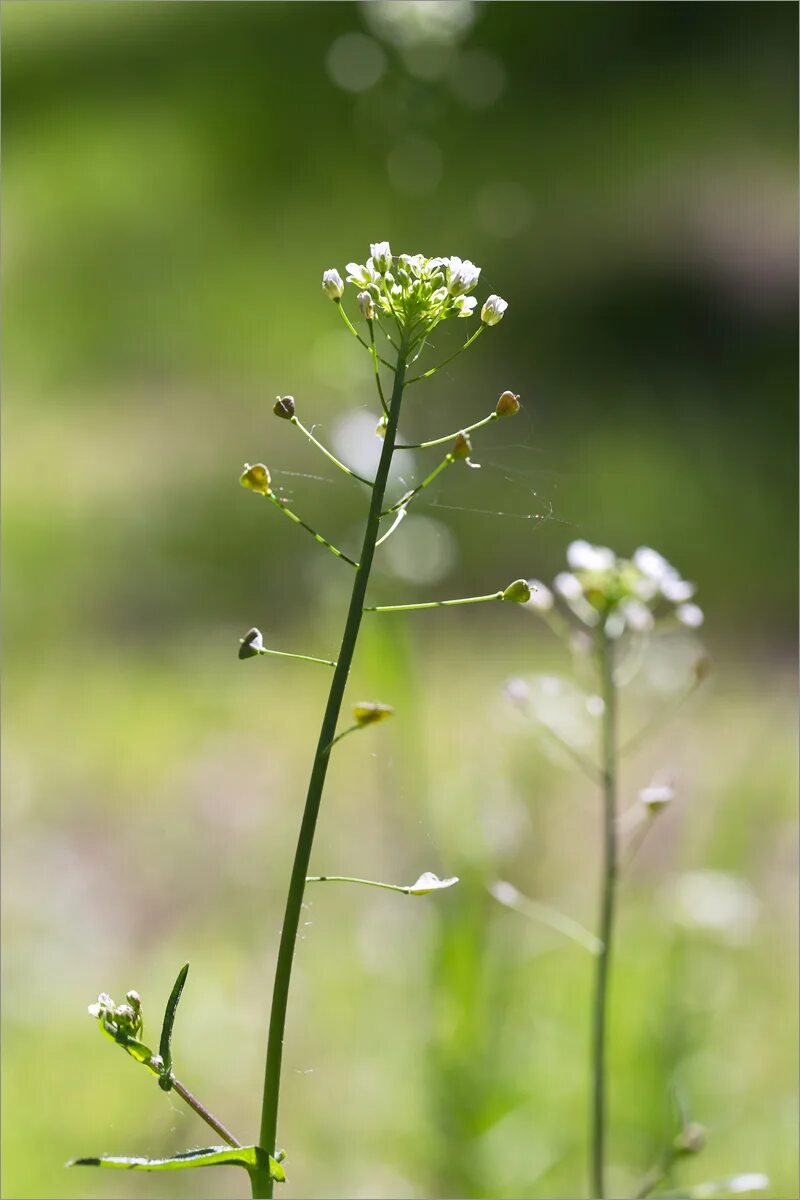 Пастушья сумка фото Capsella bursa-pastoris - Изображение особи - Плантариум