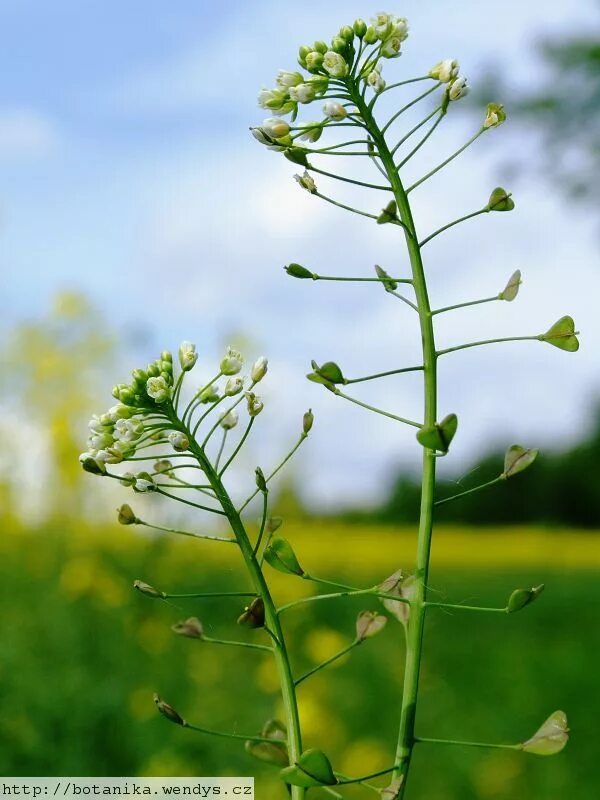 Пастушья сумка фото растения Pin by zu ko on jedlé kytky a plevel / edible weeds and flowers Plants, Edibles 