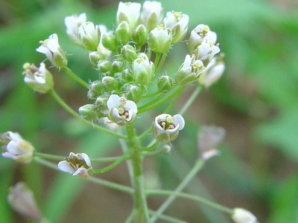 Пастушья сумка фото растения Planten Planten, Bursa