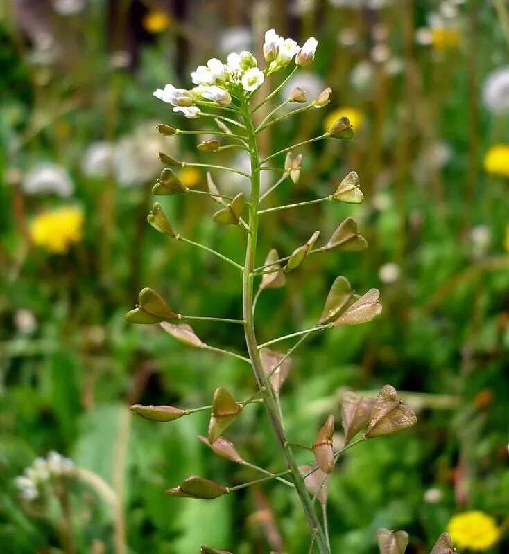 Пастушья сумка фото растения Capsella bursa-pastoris - Image of an specimen - Plantarium