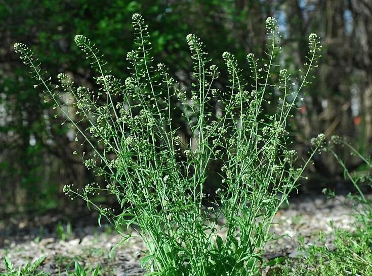 Пастушья сумка обыкновенная фото Shepherd's purse Plants, Herbs, Garden
