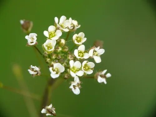 Пастушья сумка обыкновенная фото Brassicaceae of Solano County, CA, US - iNaturalist Australia