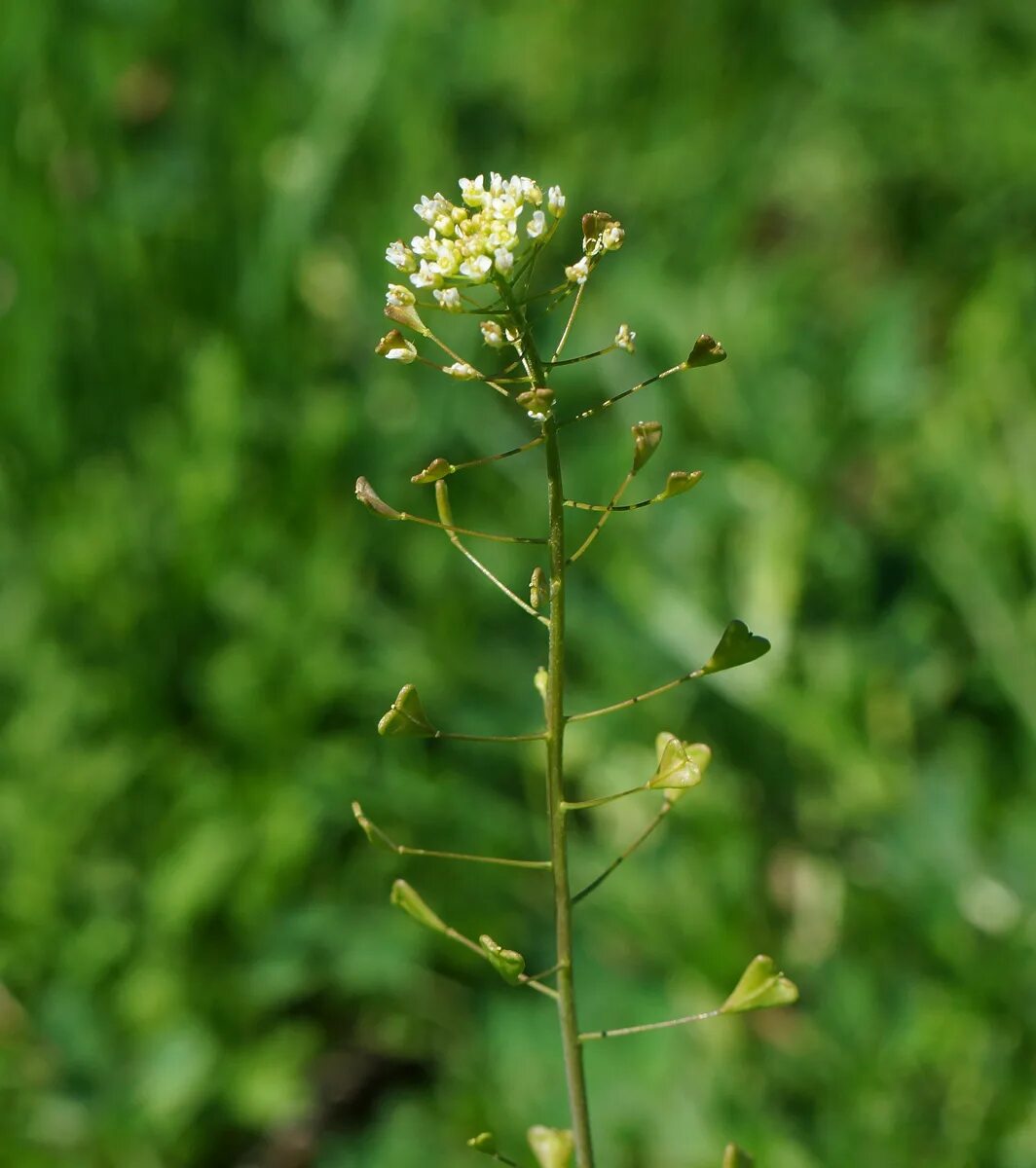 Пастушья сумка обыкновенная фото Capsella bursa-pastoris - Image of an specimen - Plantarium