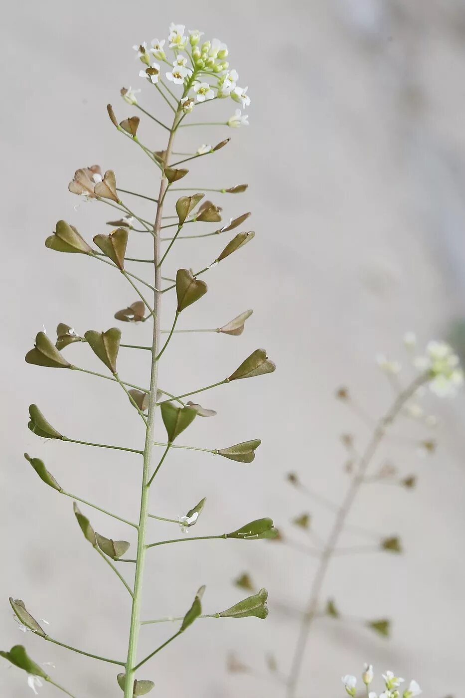 Пастушья сумка описание фото Capsella bursa-pastoris - Image of an specimen - Plantarium