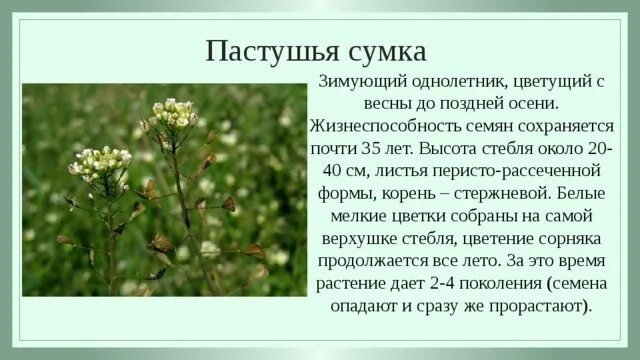 Пастушья сумка описание фото Лекарственные, ядовитые и пищевые/сорные растения окрестностей города Черняховск