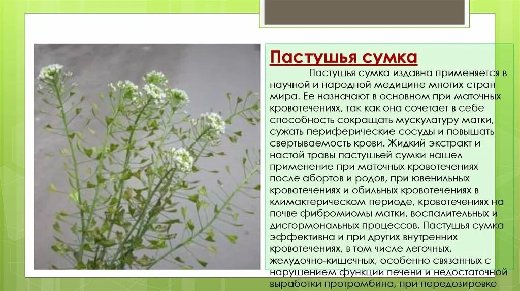 Пастушья сумка описание фото Пастушья сумка описание - CoffeePapa.ru
