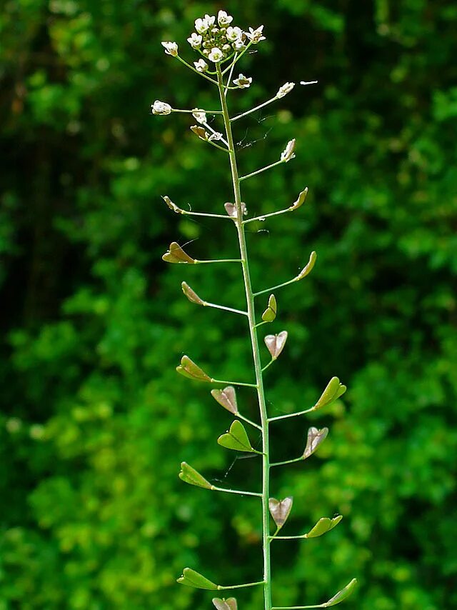 Пастушья сумка описание фото Файл:Capsella bursa-pastoris 002.JPG - Вікіпедія