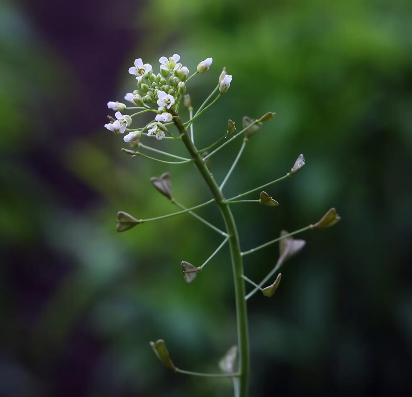 Пастушья сумка семена фото Capsella bursa-pastoris - Image of an specimen - Plantarium