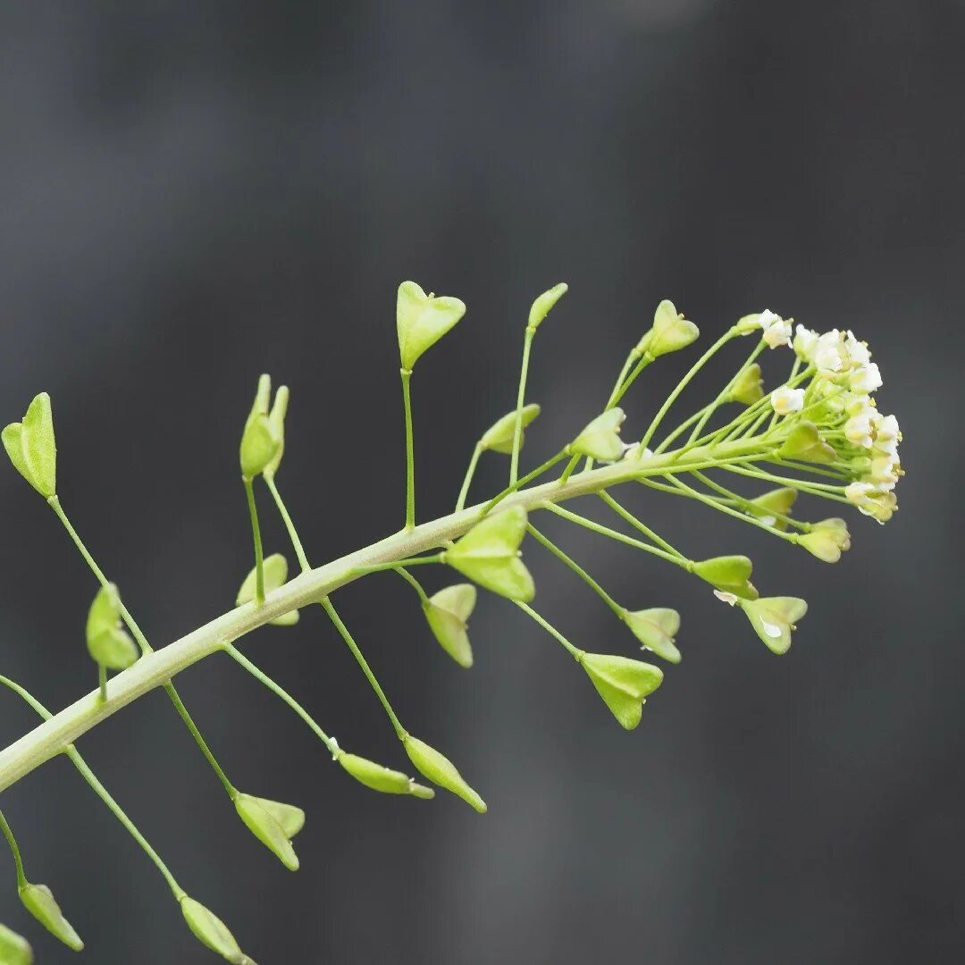 Пастушья сумка семена фото Capsella bursa pastoris