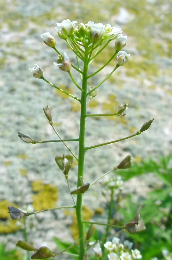 Пастушья сумка сорняк фото Capsella bursa-pastoris (shepherd's-purse)