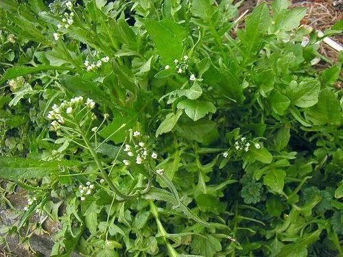 Пастушья сумка сорняк фото Dishes from a fasting bag strengthen health. In vegetable gardens and in the fie
