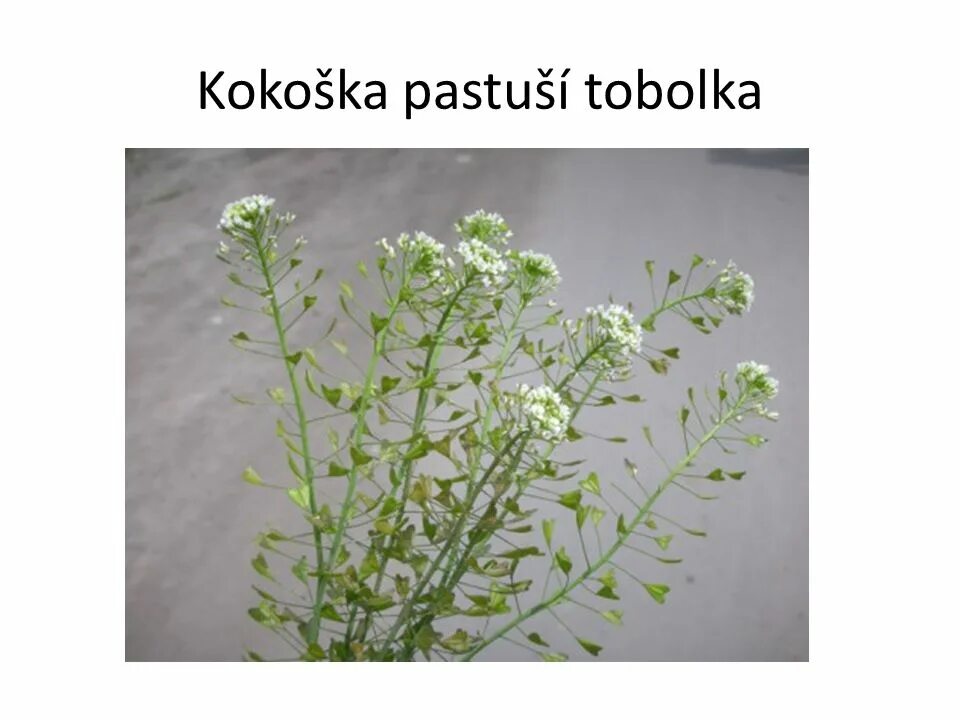 Пастушья сумка сорняк фото Что такое пастушья сумка фото - Arhids.ru