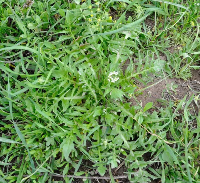 Пастушья сумка сорняк фото genus Capsella - Image of an specimen - Plantarium