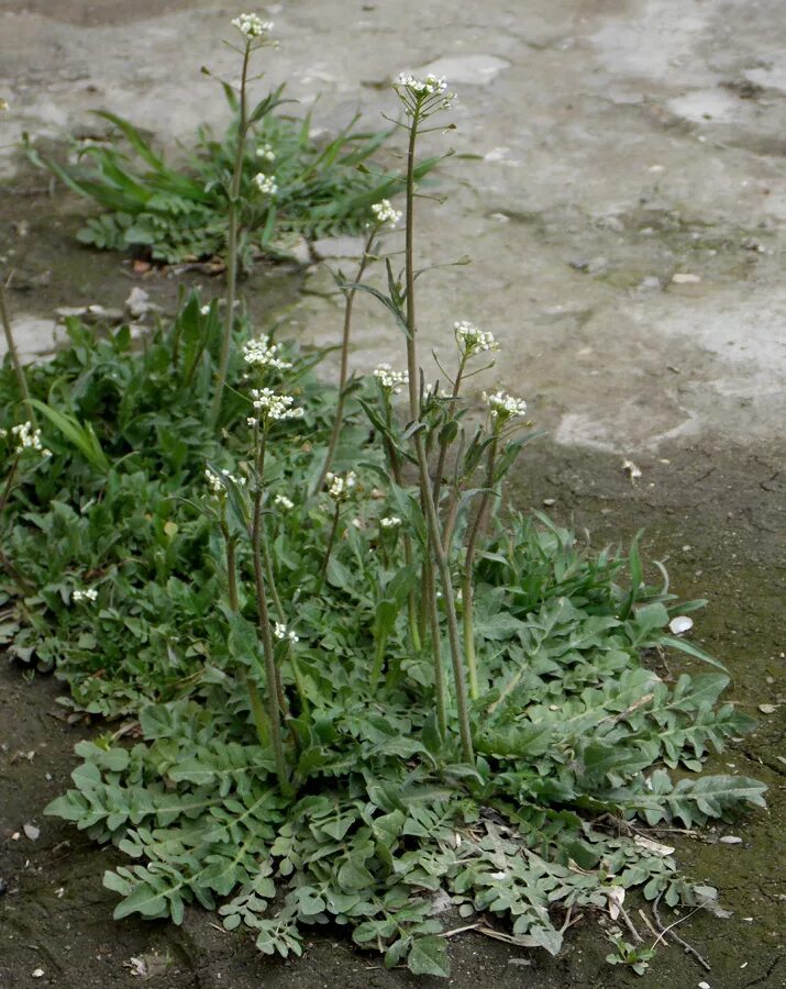 Пастушья сумка сорняк фото Capsella bursa-pastoris - Image of an specimen - Plantarium