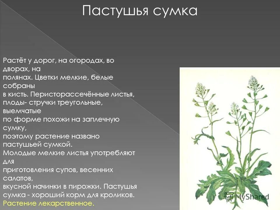 Пастушья сумка свойства трава фото Презентация пастушья сумка