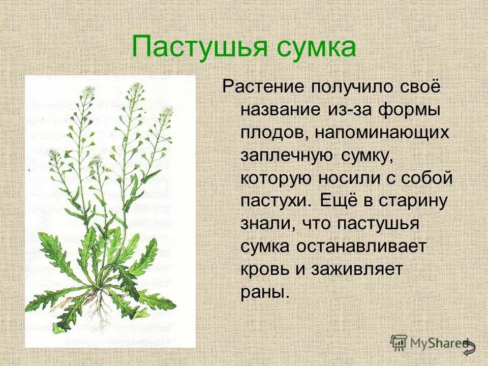 Пастушья сумка свойства трава фото Пастушья сумка растение eCookie.ru
