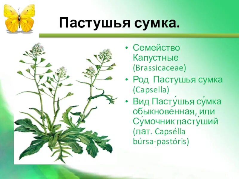 Пастушья сумка свойства трава фото Пастушья сумка относится к семейству eCookie.ru