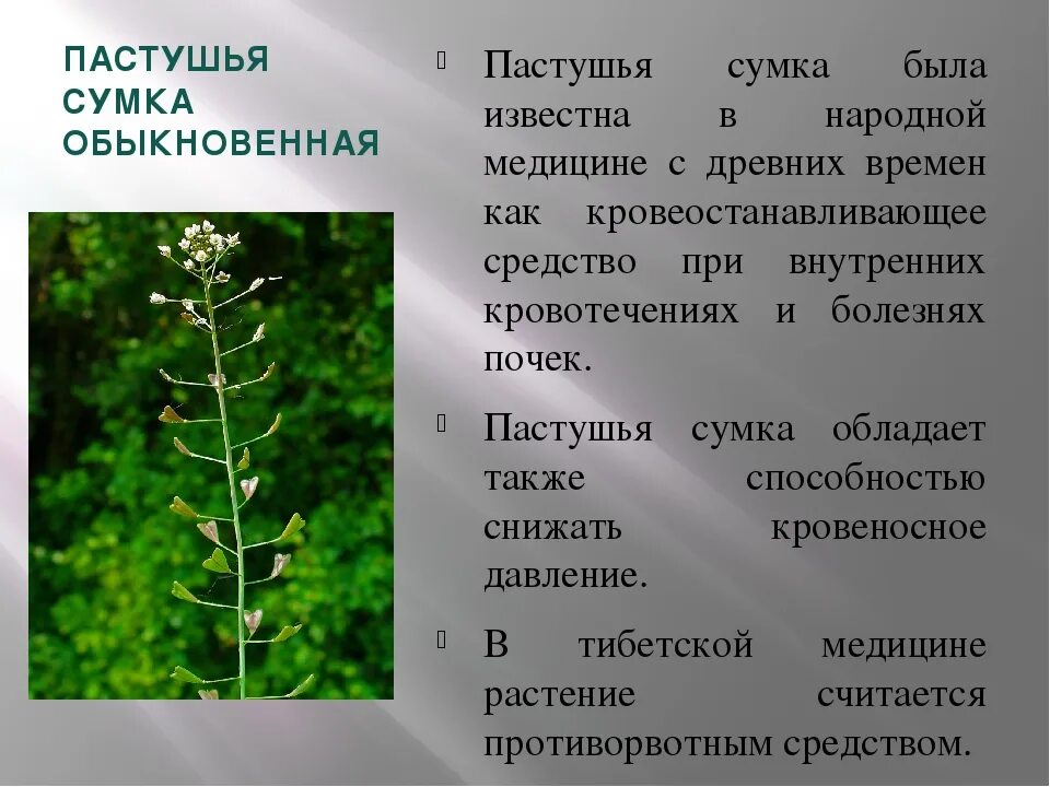 Пастушья сумка свойства трава фото Пастушья сумка растение CoffMachines.ru