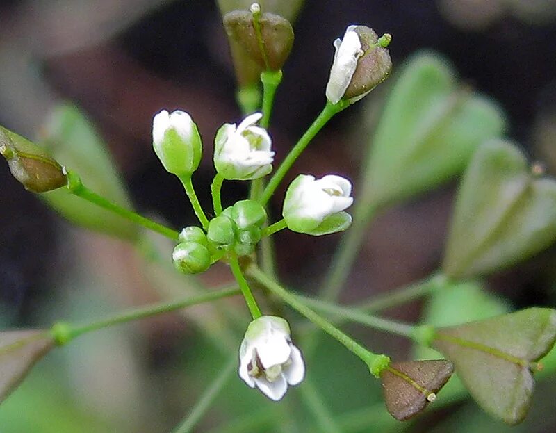 Пастушья сумка цветы фото Capsella bursa-pastoris - Image of an specimen - Plantarium