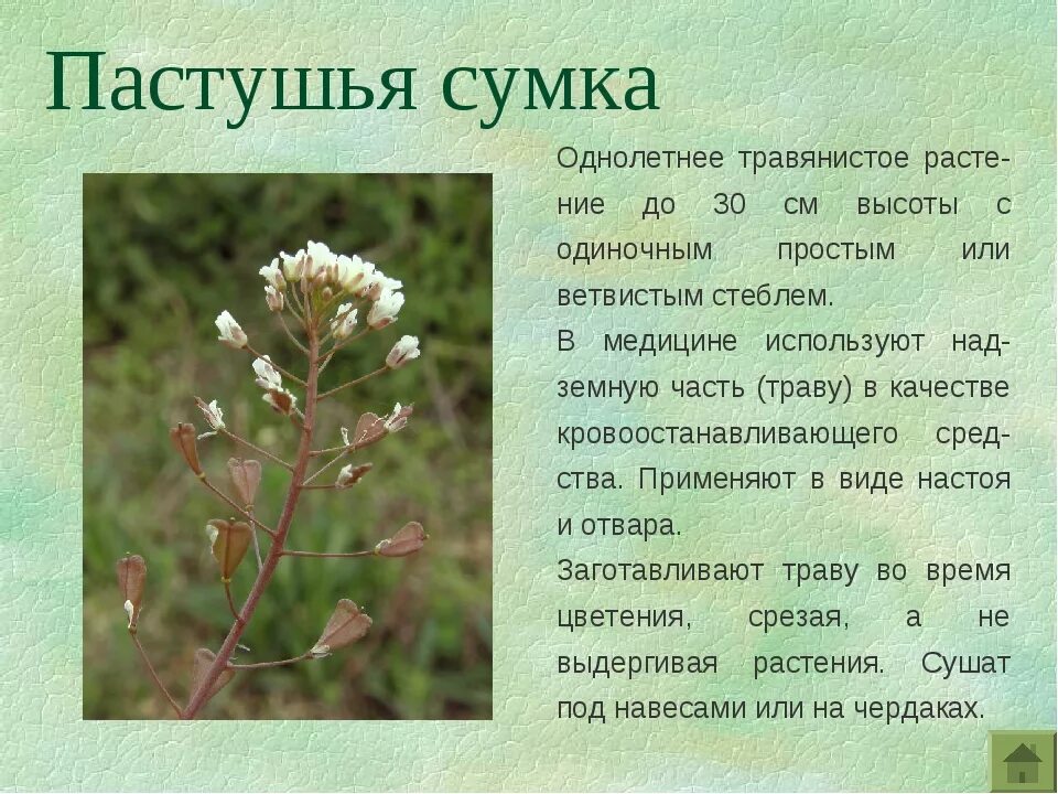 Пастушья сумка трава фото где растет Пастушья сумка цветок - CoffeePapa.ru