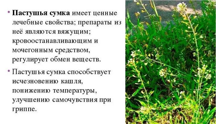 Пастушья сумка трава фото где растет Пастушья сумка - лечебные свойства и противопоказания травы