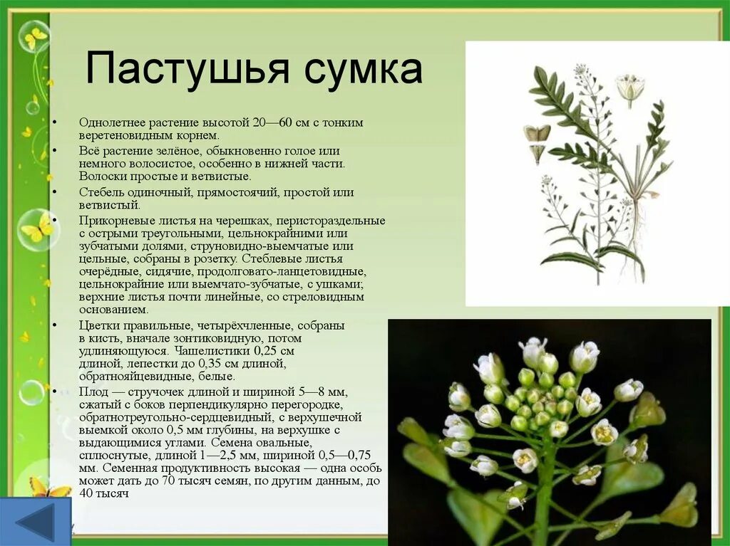 Пастушья сумка трава фото где растет Пастушья сумка описание - CoffeePapa.ru