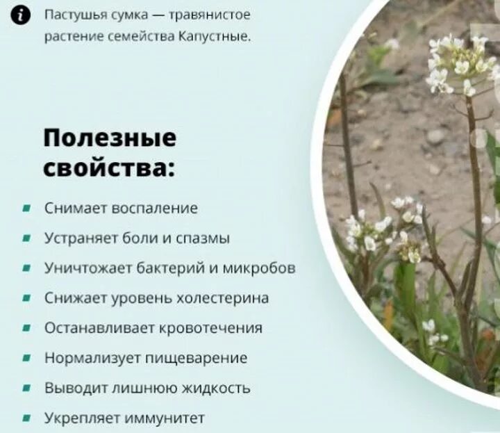 Пастушья сумка трава фото описание Пастушья сумка - лечебные свойства и противопоказания травы