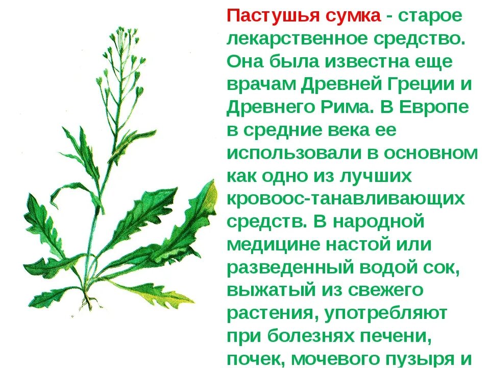 Пастушья сумка трава фото описание Пастушья сумка класс - MosRosa.ru