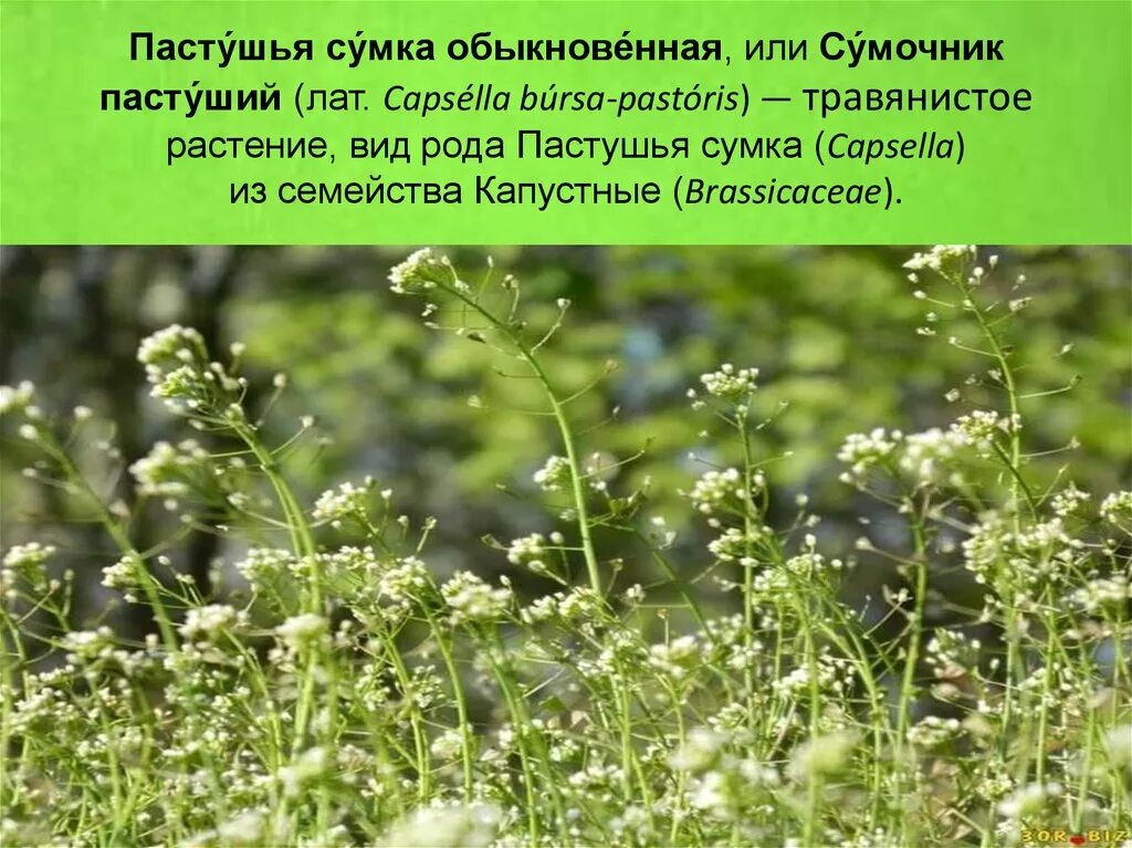 Пастушья сумка трава фото описание Пастушья сумка относится к семейству CoffMachines.ru