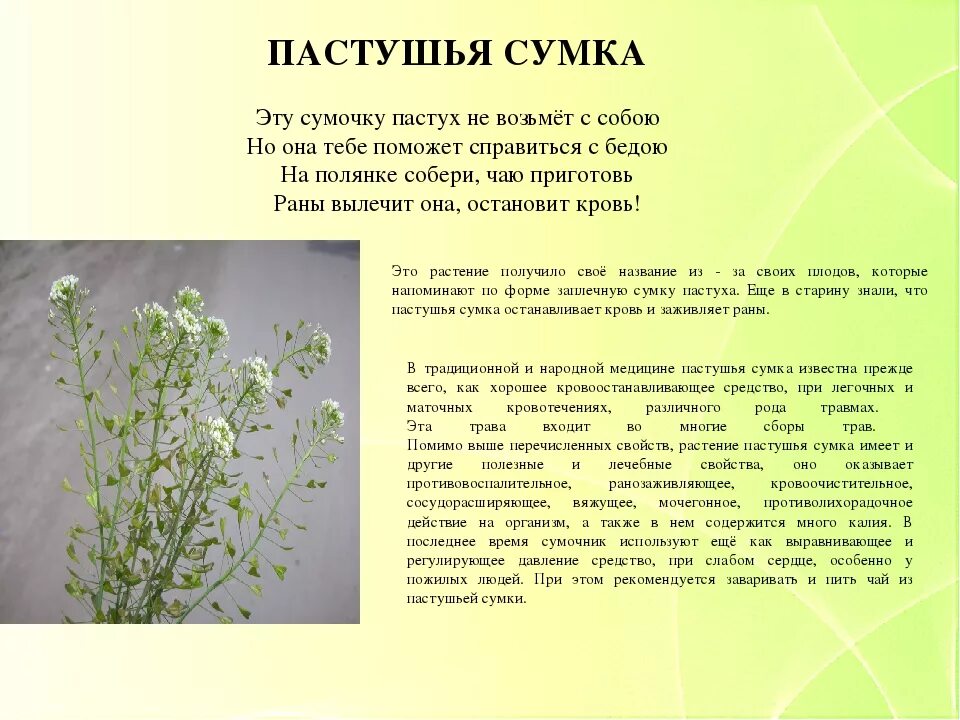 Пастушья сумка трава фото описание Пастушья сумка описание - CoffeePapa.ru