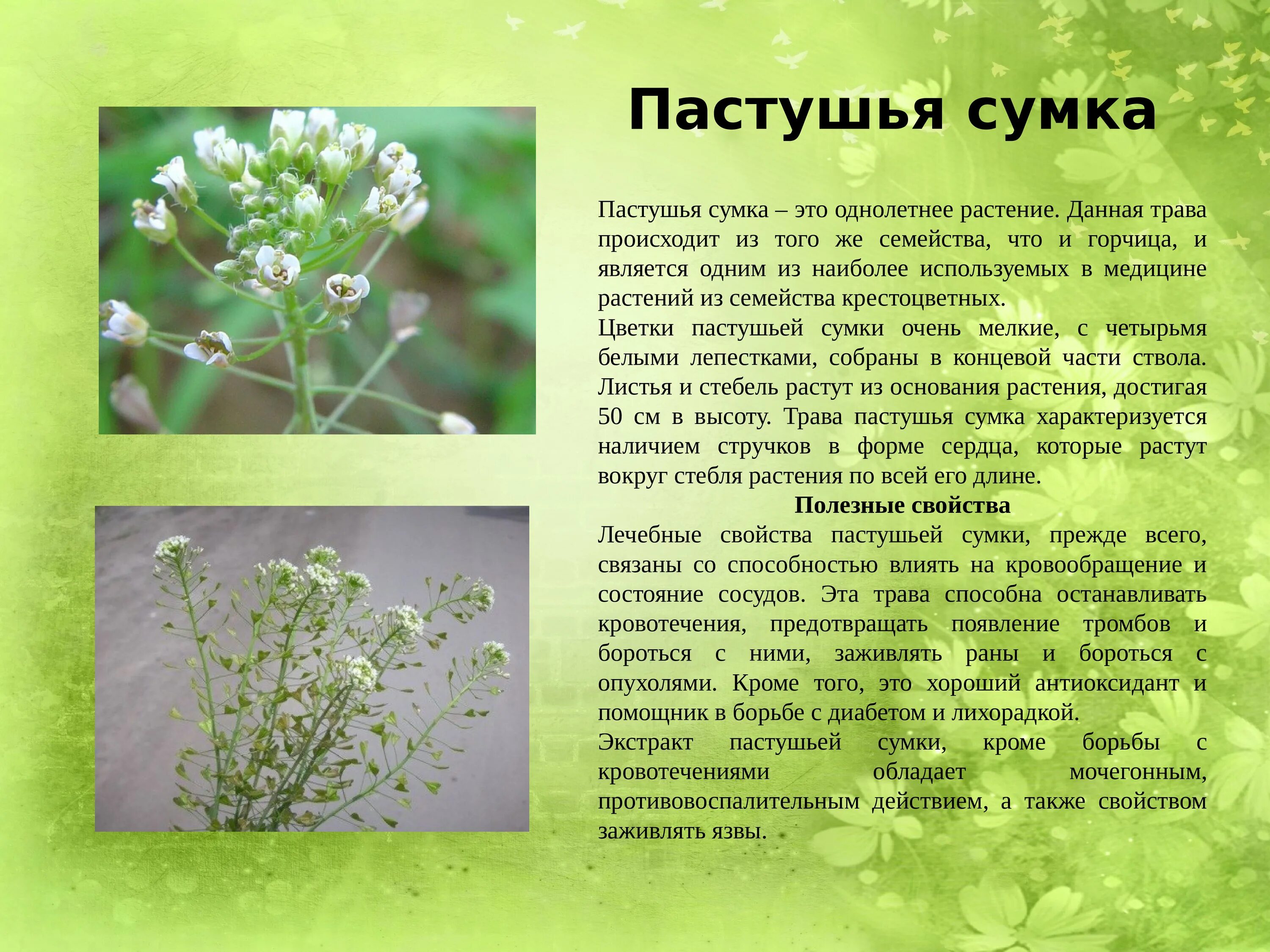 Пастушья сумка трава фото описание Пастушья сумка описание - CoffeePapa.ru