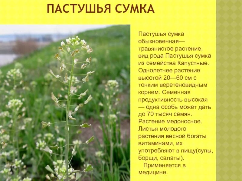 Пастушья сумка трава фото полезные свойства Пастушья сумка описание - CoffeePapa.ru
