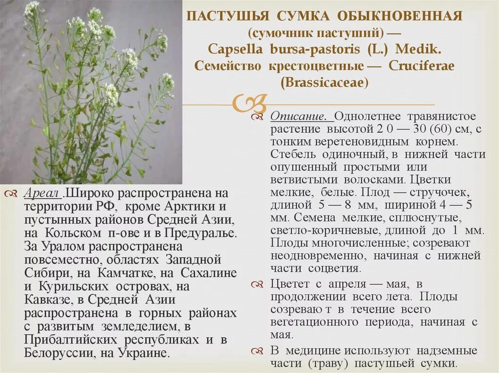 Пастушья сумка трава фото полезные свойства Пастушья сумка латинское название фото - Arhids.ru