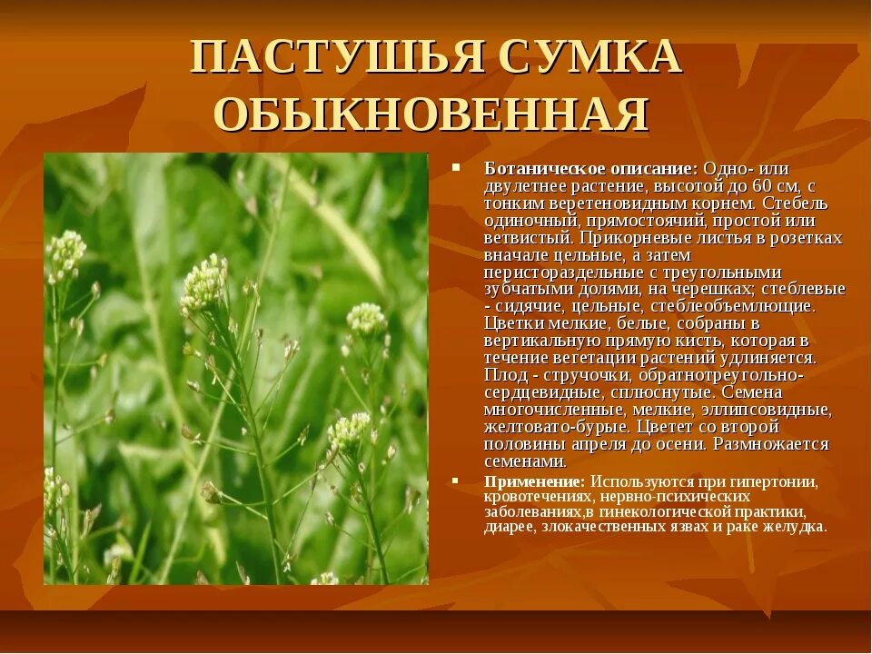 Пастушья сумка трава фото полезные свойства Картинки ЛЕЧЕБНЫЕ СВОЙСТВА ПАСТУШЬЕЙ ТРАВЫ