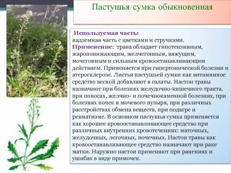 Пастушья сумка трава фото полезные свойства Пастушья сумка обыкновенная Лекарственные растения, Растения