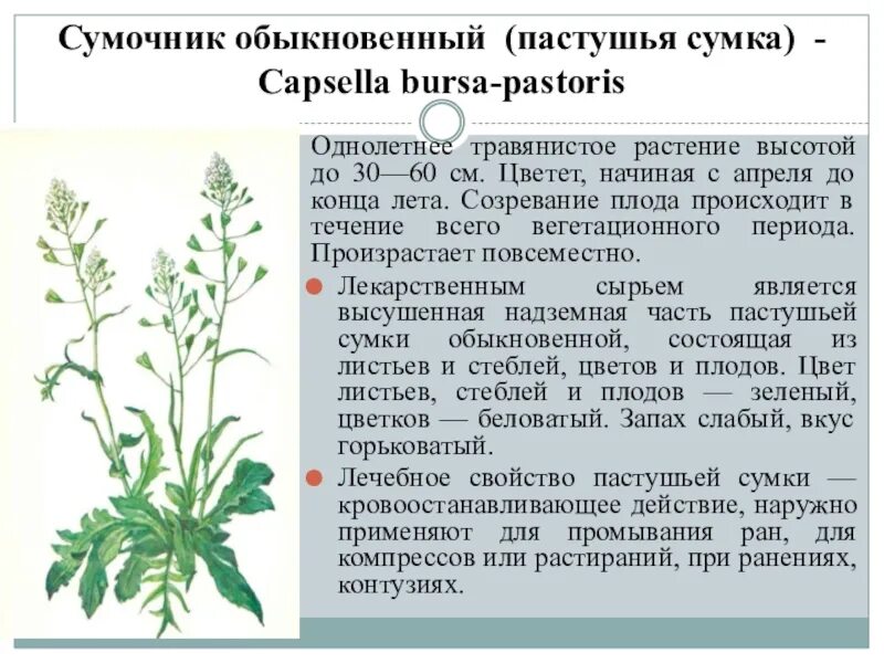 Пастушья сумка трава фото полезные свойства Пастушья сумка описание - CoffeePapa.ru