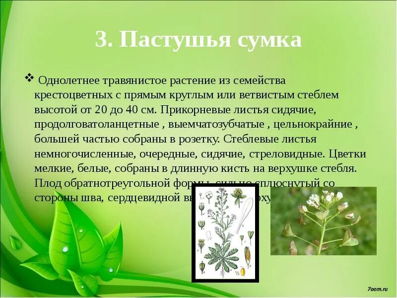 Пастушья сумка трава лечебные свойства фото Пастушья сумка простой или сложный: найдено 71 изображений